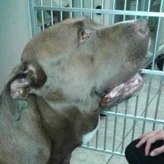 Pit Bull’s Heroic Act Rescues Young Boy from Danger