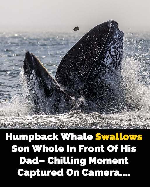 Dad Captures Extraordinary Moment as Humpback Whale Engulfs and Releases Son
