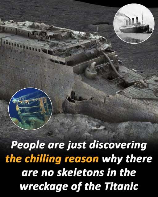 Baffling Mystery: Why No Human Remains Were Found in Titanic Wreckage