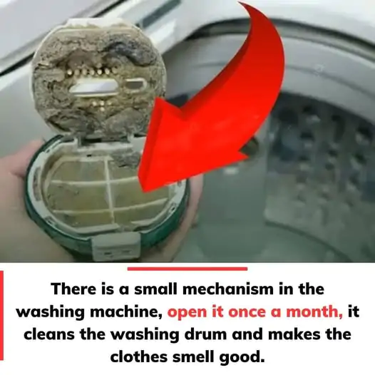 Essential Tips for Keeping Your Washing Machine Fresh and Clean